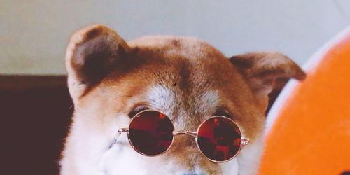 吃瓜网狗哥,揭秘娱乐圈背后的那些事儿