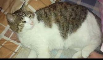 严肃猫吃瓜,揭秘娱乐圈那些不为人知的秘密