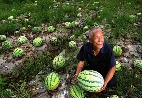 吃瓜和谐,共享美好时光