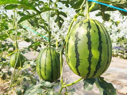 看人吃瓜如见吃瓜