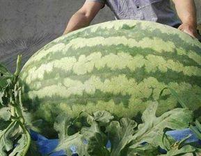 张衡学校吃瓜比赛