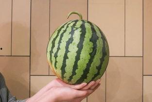 全瓜怎么吃,解锁多种吃法攻略