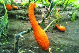 金天鹅瓜可以吃吗,美味可口的天然美食探索