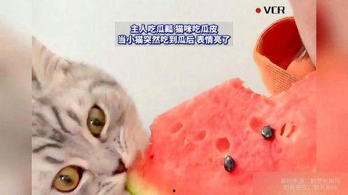猫猫可以吃蜜瓜,蜜瓜，猫咪的新宠
