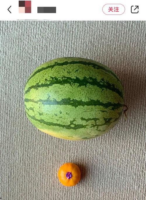 吃瓜是个什么,揭秘“吃瓜”背后的网络文化现象