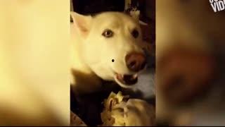 哈士奇吃瓜视频搞笑,笑料百出，萌宠搞笑瞬间