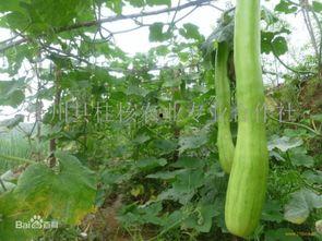 砍瓜晒干怎么吃