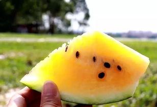 出沙子可以吃瓜吗,探寻两者之间的奇妙联系