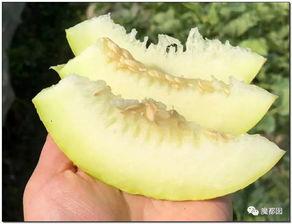 蜡烛吃瓜,一场别开生面的夏日盛宴