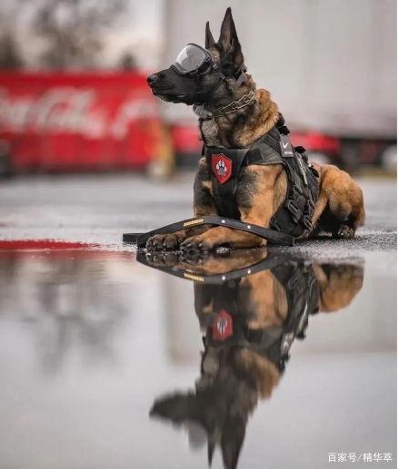 51 吃瓜 张 警犬,51吃瓜背后的忠诚与智慧