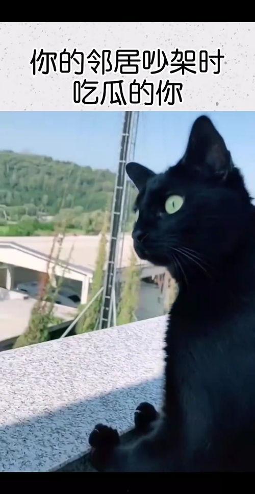 隔壁吵架的吃瓜瞬间,邻里纷争引热议