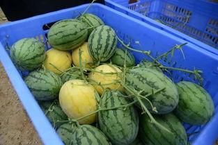 ss吃瓜群,网络舆论场中的热点追踪与热议焦点