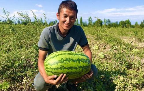 乡村吃瓜,吃瓜乐趣无限