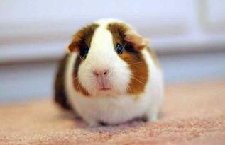 豚鼠吃羊角蜜瓜,羊角蜜瓜的甜蜜诱惑