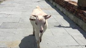 斌子直播吃瓜,揭秘娱乐圈幕后故事