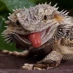 吃瓜群印度蜥蜴,揭秘神秘吃瓜群背后的生态奇观